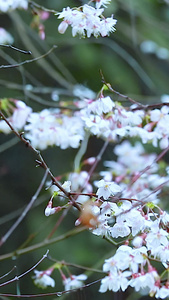 多角度慢动作升格拍摄春雨雨滴下的樱花花朵素材合集视频