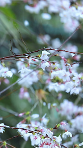 多角度慢动作升格拍摄春雨雨滴下的樱花花朵素材合集视频