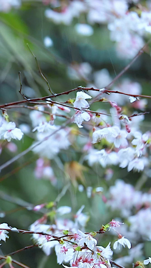 多角度慢动作升格拍摄春雨雨滴下的樱花花朵素材合集25秒视频