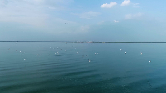 内蒙古淡水湖水鸟航拍视频