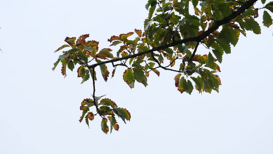 秋天在微风中摇曳的树叶 视频