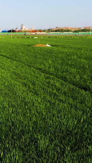 低空航拍绿油油的麦田56秒视频