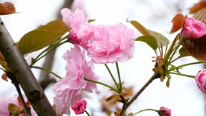 4K春天鲜花盛开日本晚樱花朵樱花16秒视频