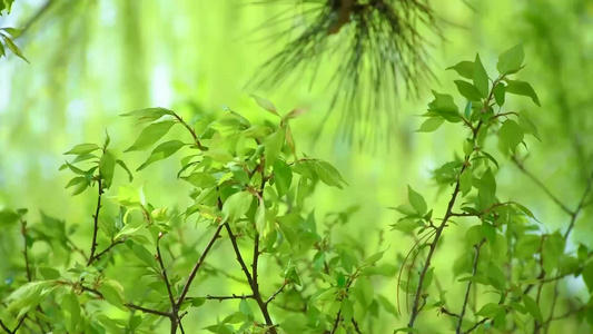 春天风吹动树叶视频