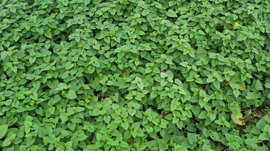 农田番薯种植航拍视频