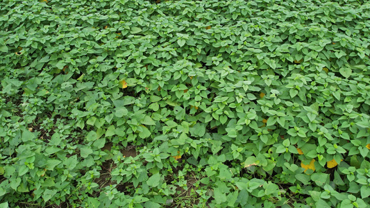 农田番薯种植航拍视频