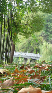 城市秋天落叶风光季节素材城市素材视频