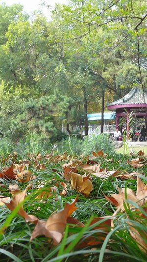 城市秋天落叶风光季节素材城市素材68秒视频