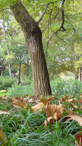 城市秋天落叶风光季节素材城市素材视频