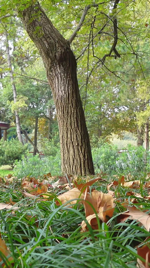 城市秋天落叶风光季节素材城市素材68秒视频