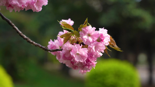 春天樱花盛开视频