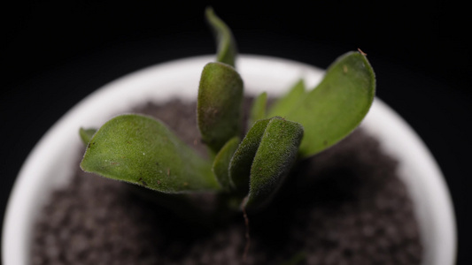 春朝霞多肉植物盆栽绿植视频