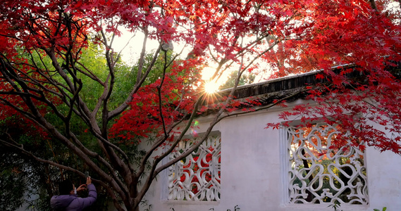 苏州园林拙政园红枫映衬着亭台楼阁古建筑视频