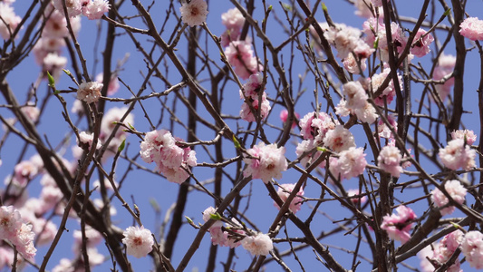 春季花朵鲜花粉色桃花视频