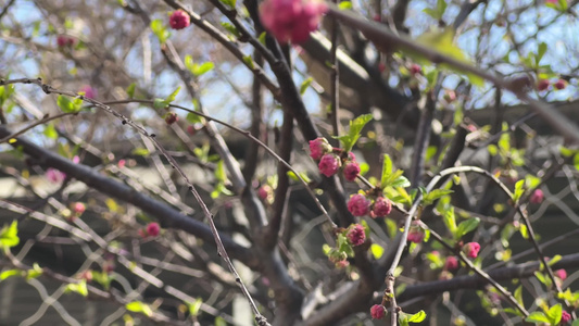 春季开放粉色桃花视频