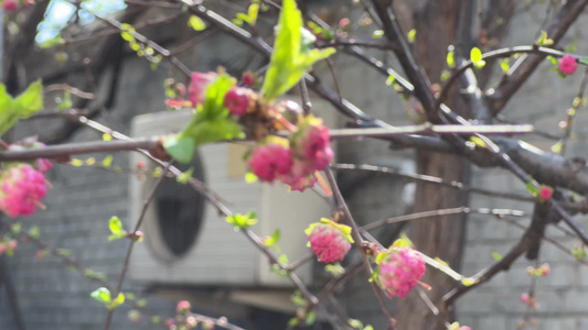 春季开放粉色桃花视频