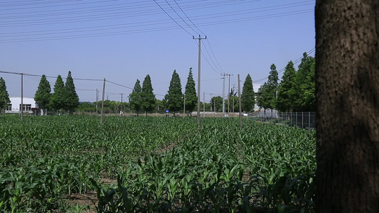 郊区农业种植玉米视频