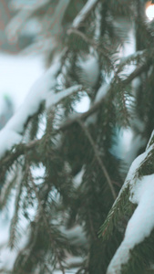 冬季户外滑雪运动场游玩的人树梢上挂着积雪视频