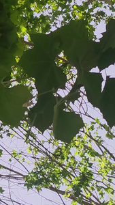 夏日树林中的阳光视频
