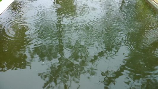 树林水珠 雨水慢动作视频