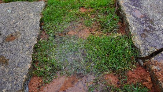 树林水珠 雨水慢动作视频