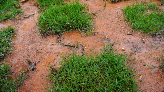 树林水珠 雨水慢动作视频