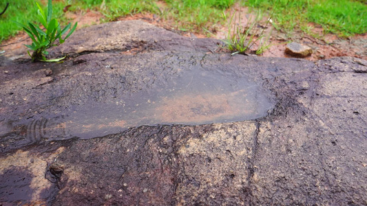 树林水珠 雨水慢动作视频