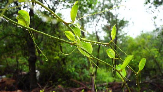 树林水珠 雨水慢动作视频