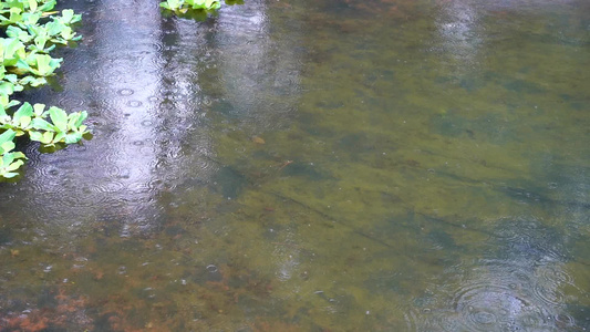 树林水珠 雨水慢动作视频