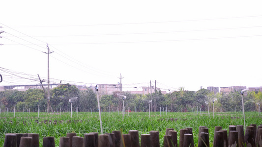 4K实拍农业农田灌溉植物生长视频素材[灌溉区]视频