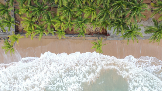 航拍海边的椰子林视频