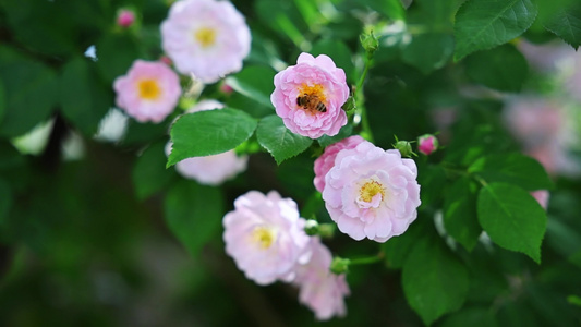 勤劳的蜜蜂在蔷薇花中采蜜视频