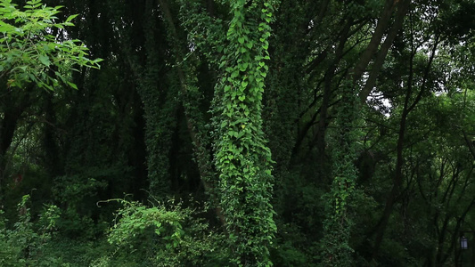 小昆山园植物特写视频