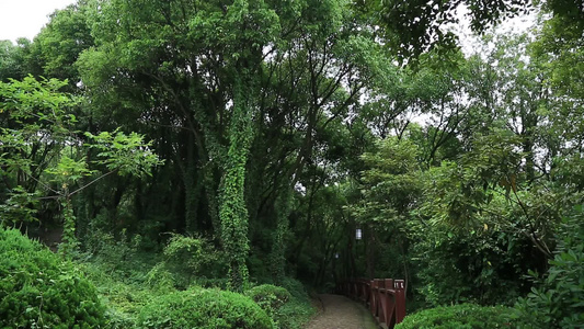 小昆山园植物树木视频