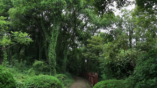 小昆山园植物树木视频