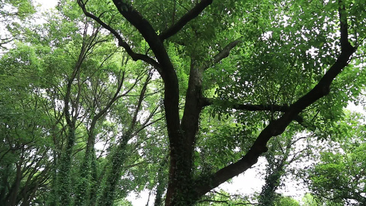 小昆山园植物树木视频