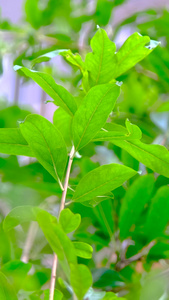 长在树上的石榴花特写虚实变化视频