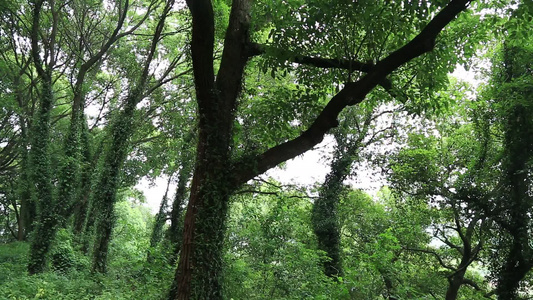 小昆山园植物树木视频