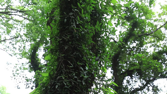 小昆山园植物树木视频