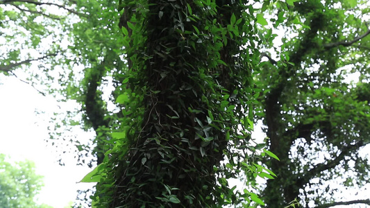 小昆山园植物树木视频