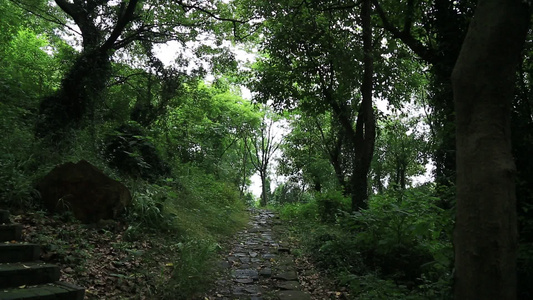 小昆山园植物树木小径视频