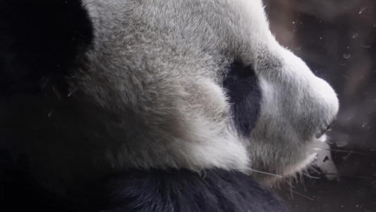 一直正在睡觉的大熊猫视频