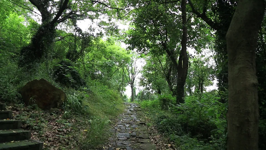 小昆山园植物树木小径视频