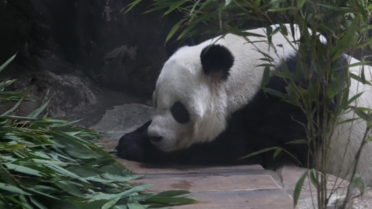 一直正在睡觉的大熊猫视频