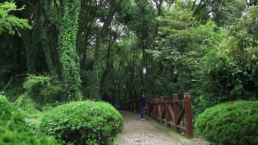 小昆山园植物树木小径视频