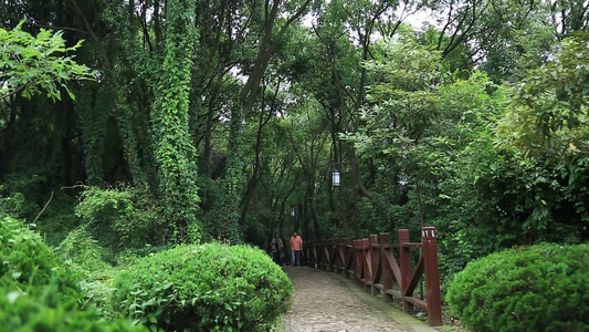 小昆山园植物树木小径视频