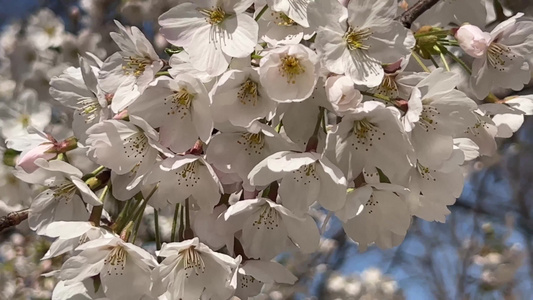 春游踏春美景赏花视频