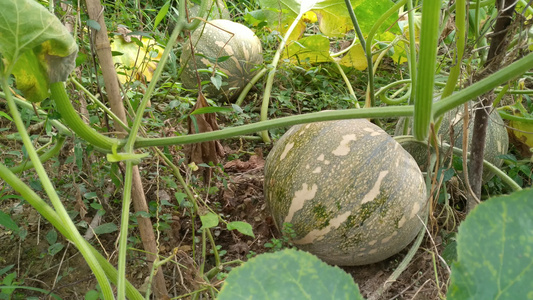 农村菜园里种植的南瓜蔬菜4K实拍视频视频