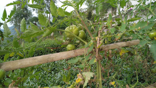 菜园里种植的营养生态青番茄蔬菜4K实拍视频视频