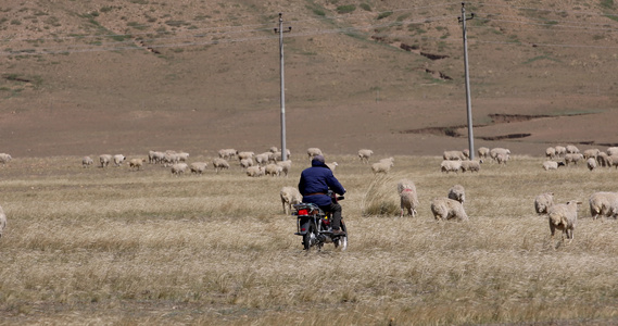 牧羊人羊群牛群视频